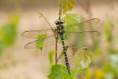 Golden Ringed Dragonfly